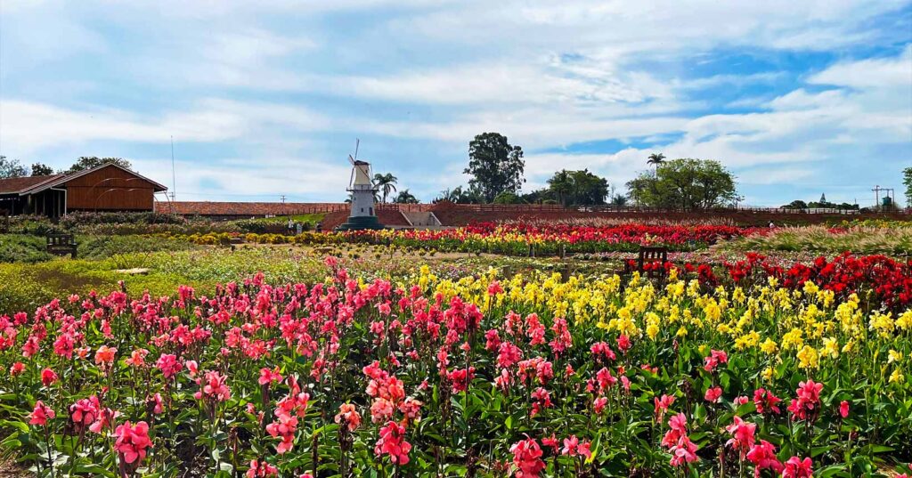 Guia completo para visitar Holambra, a cidade das flores