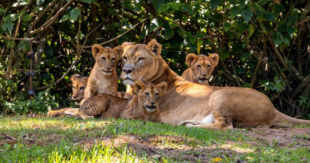 14 motivos para visitar o Zoológico de São Paulo nas férias de julho