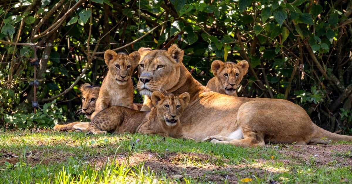 14 motivos para visitar o Zoológico de São Paulo nas férias de julho