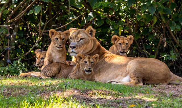 14 motivos para visitar o Zoológico de São Paulo nas férias de julho